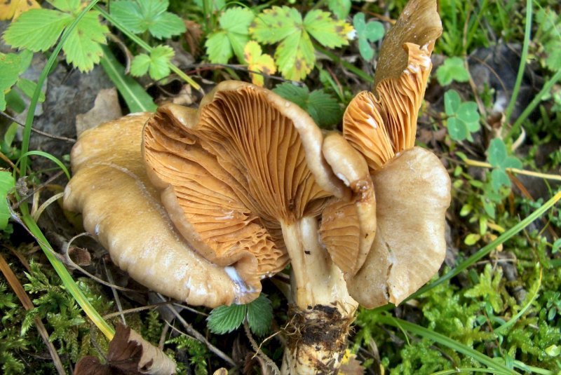 Lactarius sp
